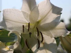 Lilie 'Casablanca' -Edelrosen Geschaft lilie casablanca m059419 w 5