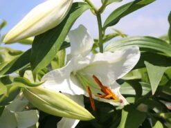 Lilie 'Casablanca' -Edelrosen Geschaft lilie casablanca m059419 w 7