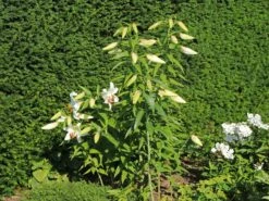 Lilie 'Casablanca' -Edelrosen Geschaft lilie casablanca m059419 w 8