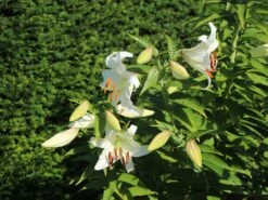 Lilie 'Casablanca' -Edelrosen Geschaft lilie casablanca m059419 w 9