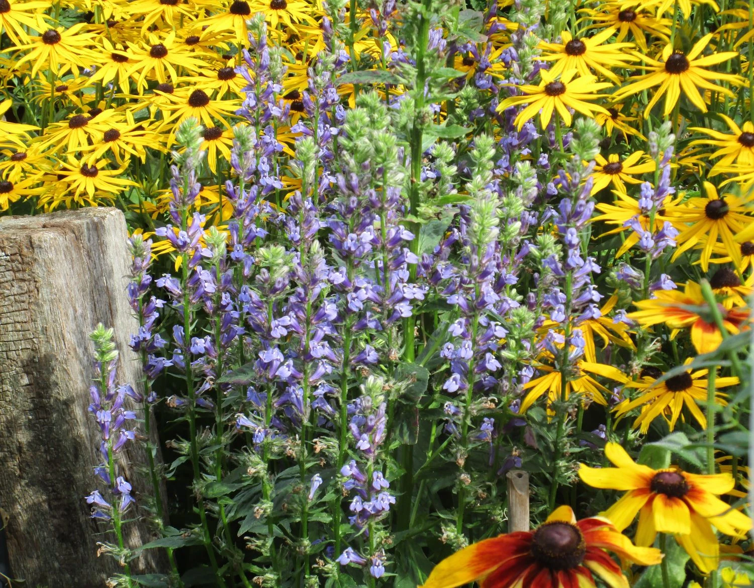 Lobelie 'Blaue Auslese' 12 Lobelie 'Blaue Auslese' – Bild 12