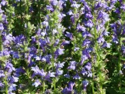 Lobelie 'Blaue Auslese' 18 Lobelie 'Blaue Auslese' -Edelrosen Geschaft lobelie blaue auslese m059438 w 0