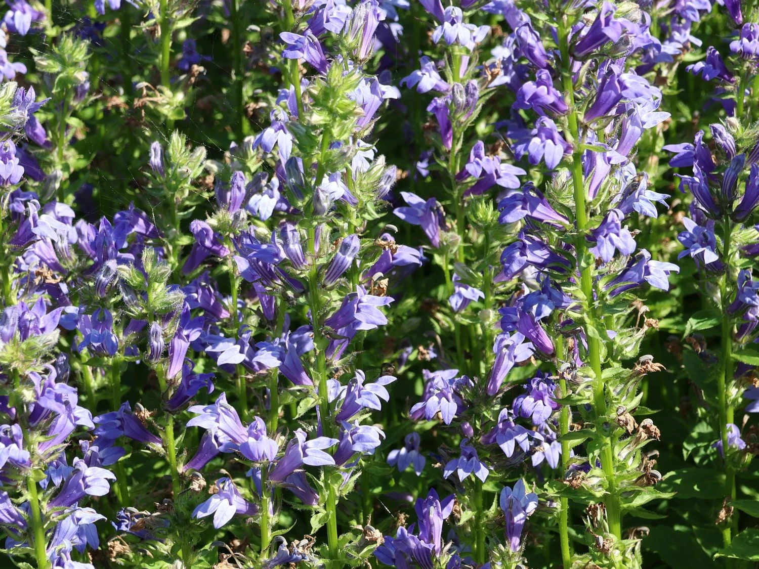 Lobelie 'Blaue Auslese' 7 Lobelie 'Blaue Auslese' – Bild 7