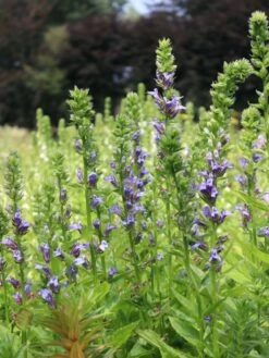 Lobelie 'Blaue Auslese' 17 Lobelie 'Blaue Auslese' -Edelrosen Geschaft lobelie blaue auslese m059438 w 1