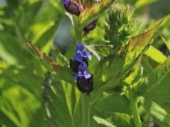 Lobelie 'Blaue Auslese' 19 Lobelie 'Blaue Auslese' -Edelrosen Geschaft lobelie blaue auslese m059438 w 2