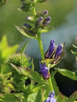 Lobelie 'Blaue Auslese' 21 Lobelie 'Blaue Auslese' -Edelrosen Geschaft lobelie blaue auslese m059438 w 3