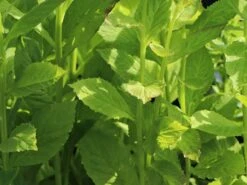 Lobelie 'Blaue Auslese' 20 Lobelie 'Blaue Auslese' -Edelrosen Geschaft lobelie blaue auslese m059438 w 4