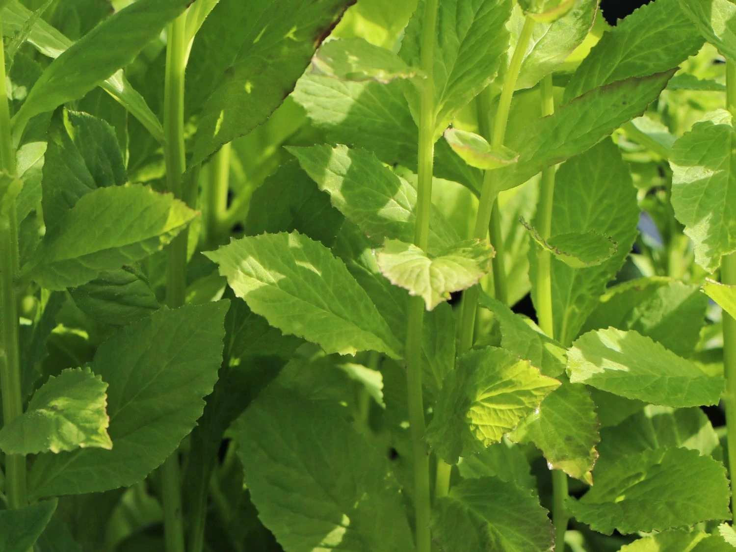 Lobelie 'Blaue Auslese' 9 Lobelie 'Blaue Auslese' – Bild 9