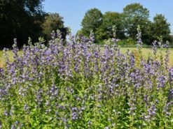 Lobelie 'Blaue Auslese' 15 Lobelie 'Blaue Auslese' -Edelrosen Geschaft lobelie blaue auslese m059438 w 5