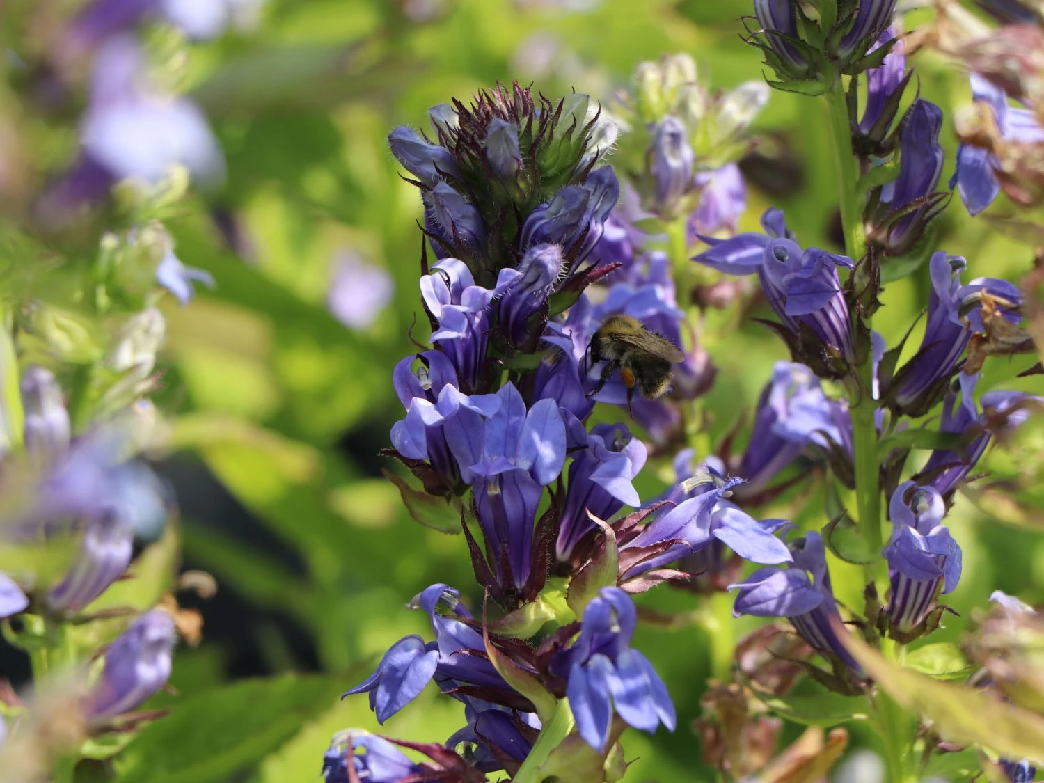 Lobelie 'Blaue Auslese' 5 Lobelie 'Blaue Auslese' – Bild 5