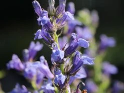 Lobelie 'Blaue Auslese' 22 Lobelie 'Blaue Auslese' -Edelrosen Geschaft lobelie blaue auslese m059438 w 7