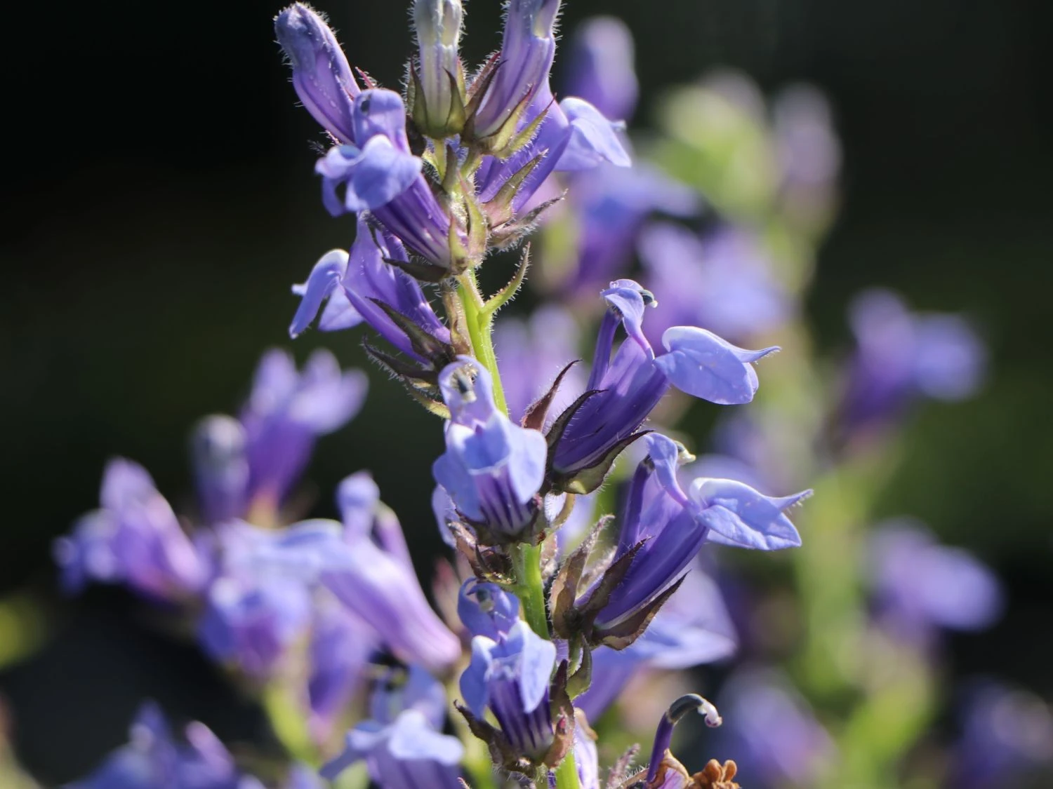 Lobelie 'Blaue Auslese' 11 Lobelie 'Blaue Auslese' – Bild 11