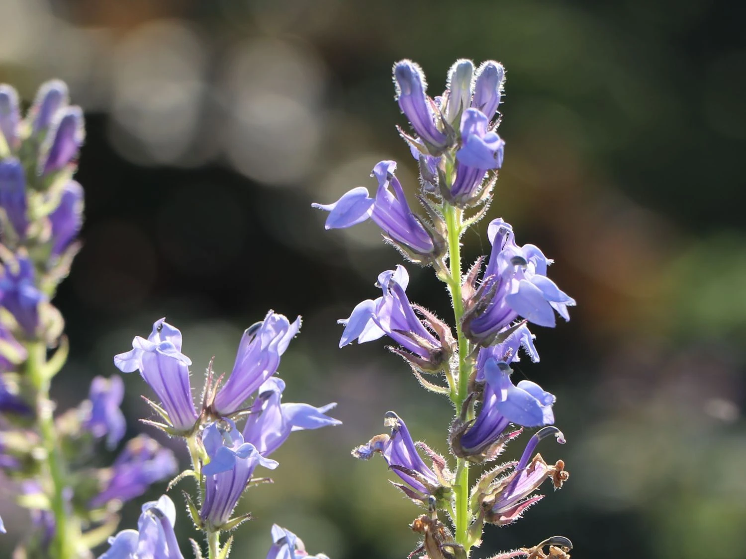 Lobelie 'Blaue Auslese' 2 Lobelie 'Blaue Auslese' – Bild 2