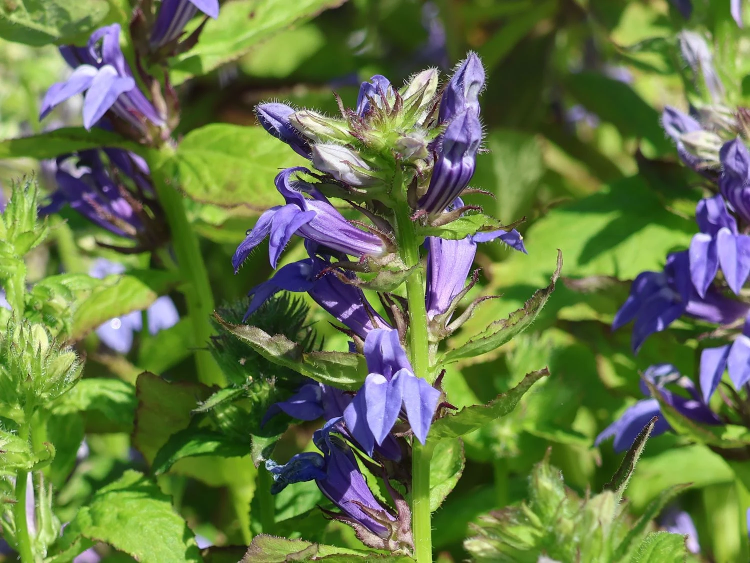 Lobelie 'Blaue Auslese' 3 Lobelie 'Blaue Auslese' – Bild 3