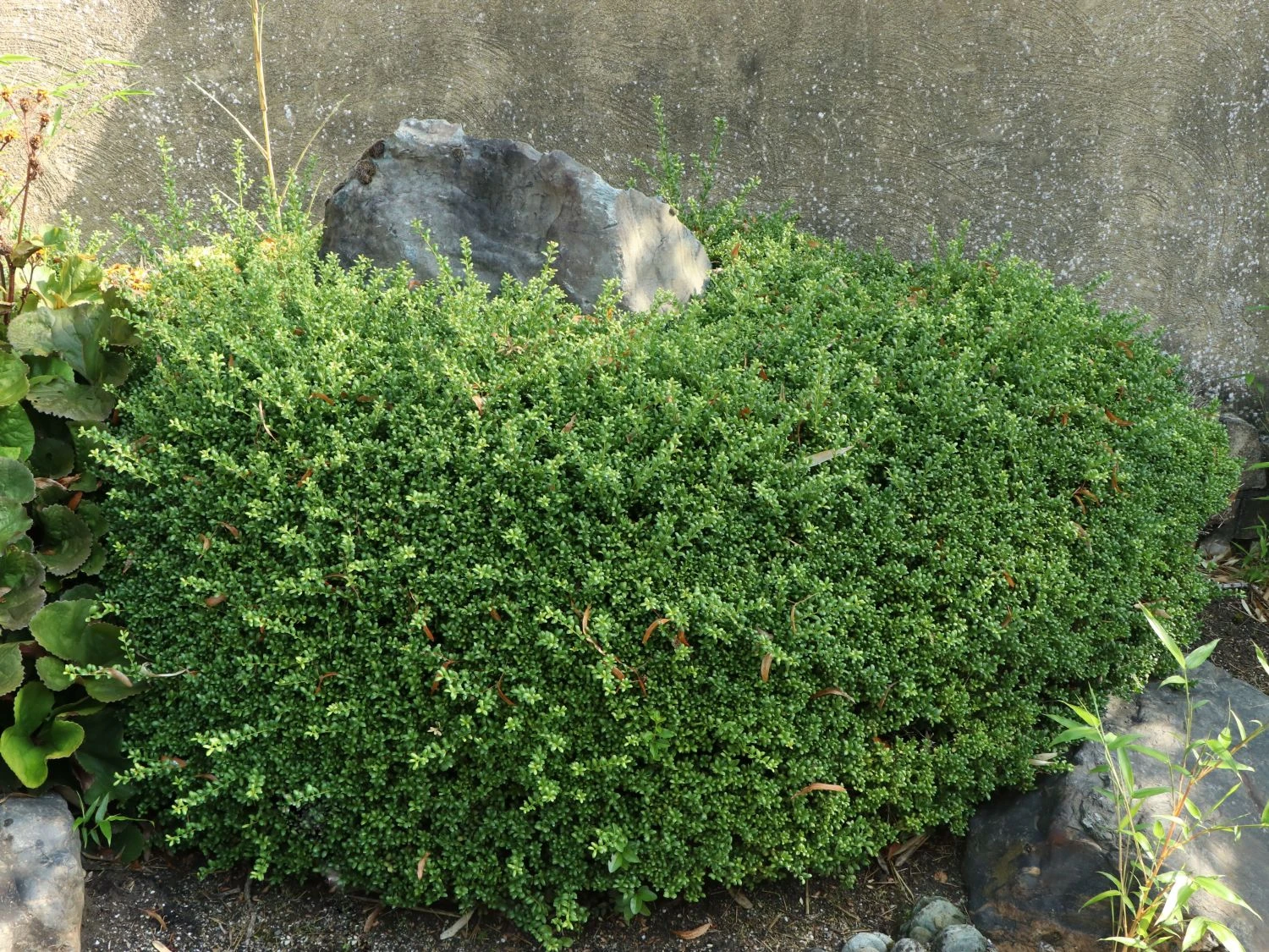 Löffel-Ilex / Japanischer Ilex 'Convexa' 1 Löffel-Ilex / Japanischer Ilex 'Convexa'