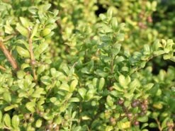 Löffel-Ilex / Japanischer Ilex 'Convexa' 15 Löffel-Ilex / Japanischer Ilex 'Convexa' -Edelrosen Geschaft loeffel ilex japanischer ilex convexa m002070 w 0