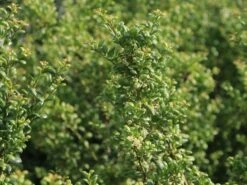 Löffel-Ilex / Japanischer Ilex 'Convexa' 14 Löffel-Ilex / Japanischer Ilex 'Convexa' -Edelrosen Geschaft loeffel ilex japanischer ilex convexa m002070 w 1