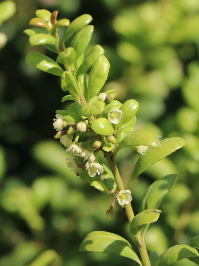 Löffel-Ilex / Japanischer Ilex 'Convexa' 2 Löffel-Ilex / Japanischer Ilex 'Convexa' – Bild 2