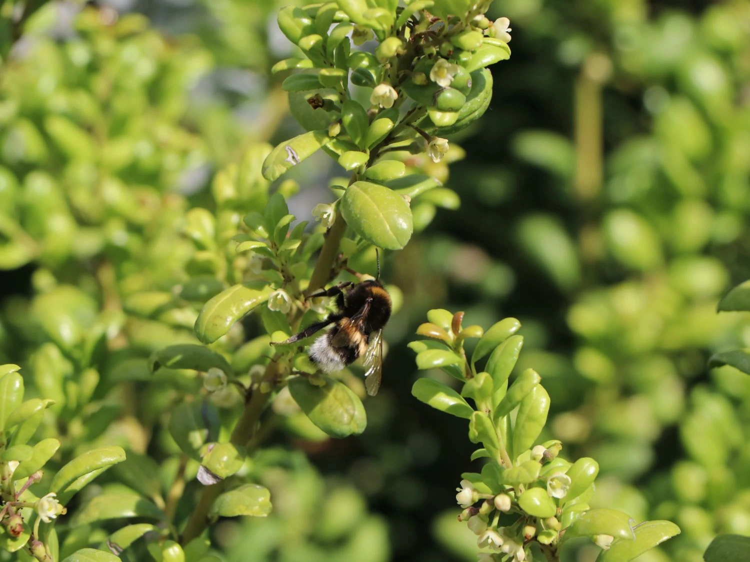 Löffel-Ilex / Japanischer Ilex 'Convexa' 5 Löffel-Ilex / Japanischer Ilex 'Convexa' – Bild 5