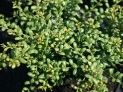 Löffel-Ilex / Japanischer Ilex 'Convexa' 22 Löffel-Ilex / Japanischer Ilex 'Convexa' -Edelrosen Geschaft loeffel ilex japanischer ilex convexa m002070 w 4