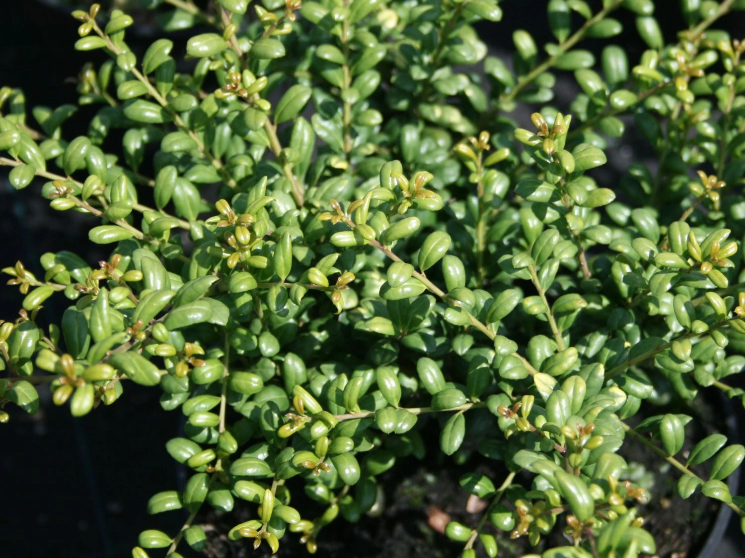 Löffel-Ilex / Japanischer Ilex 'Convexa' 11 Löffel-Ilex / Japanischer Ilex 'Convexa' – Bild 11