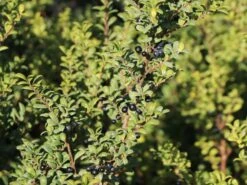 Löffel-Ilex / Japanischer Ilex 'Convexa' 20 Löffel-Ilex / Japanischer Ilex 'Convexa' -Edelrosen Geschaft loeffel ilex japanischer ilex convexa m002070 w 5