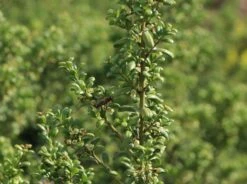 Löffel-Ilex / Japanischer Ilex 'Convexa' 18 Löffel-Ilex / Japanischer Ilex 'Convexa' -Edelrosen Geschaft loeffel ilex japanischer ilex convexa m002070 w 7