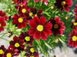 Mädchenauge Li'L Bang 'Red Elf'