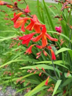 Montbretie 'Carmine Brilliant' -Edelrosen Geschaft montbretie carmine brilliant m071625 1472356 0