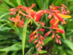 Montbretie 'Carmine Brilliant' -Edelrosen Geschaft montbretie carmine brilliant m071625 1472356 1