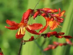 Montbretie 'Carmine Brilliant' -Edelrosen Geschaft montbretie carmine brilliant m071625 w 1