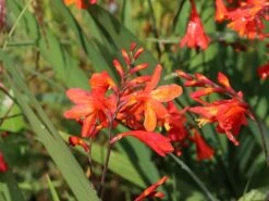 Montbretie 'Carmine Brilliant' -Edelrosen Geschaft montbretie carmine brilliant m071625 w 2