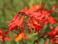 Montbretie 'Carmine Brilliant' -Edelrosen Geschaft montbretie carmine brilliant m071625 w 3