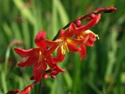 Montbretie 'Carmine Brilliant' -Edelrosen Geschaft montbretie carmine brilliant m071625 w 4