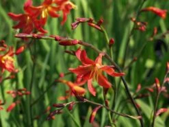 Montbretie 'Carmine Brilliant' -Edelrosen Geschaft montbretie carmine brilliant m071625 w 5