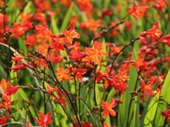 Montbretie 'Carmine Brilliant' -Edelrosen Geschaft montbretie carmine brilliant m071625 w 6