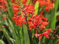 Montbretie 'Carmine Brilliant' -Edelrosen Geschaft montbretie carmine brilliant m071625 w 8