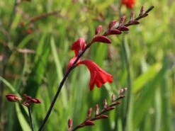 Montbretie 'Emberglow' 14 Montbretie 'Emberglow' -Edelrosen Geschaft montbretie emberglow m058308 w 0