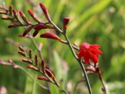 Montbretie 'Emberglow' 17 Montbretie 'Emberglow' -Edelrosen Geschaft montbretie emberglow m058308 w 1