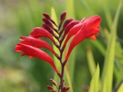 Montbretie 'Emberglow' 16 Montbretie 'Emberglow' -Edelrosen Geschaft montbretie emberglow m058308 w 2