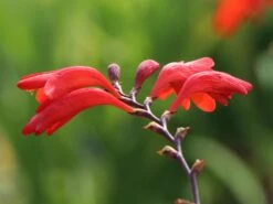 Montbretie 'Emberglow' 19 Montbretie 'Emberglow' -Edelrosen Geschaft montbretie emberglow m058308 w 3