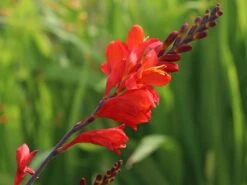 Montbretie 'Emberglow' 18 Montbretie 'Emberglow' -Edelrosen Geschaft montbretie emberglow m058308 w 4