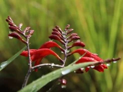 Montbretie 'Emberglow' 15 Montbretie 'Emberglow' -Edelrosen Geschaft montbretie emberglow m058308 w 5