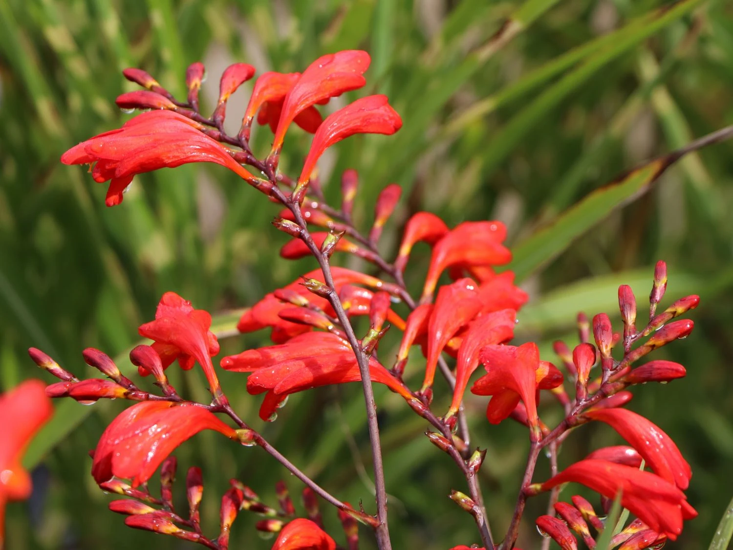 Montbretie 'Emberglow' 10 Montbretie 'Emberglow' – Bild 10