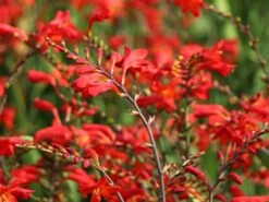 Montbretie 'Emberglow' 13 Montbretie 'Emberglow' -Edelrosen Geschaft montbretie emberglow m058308 w 7