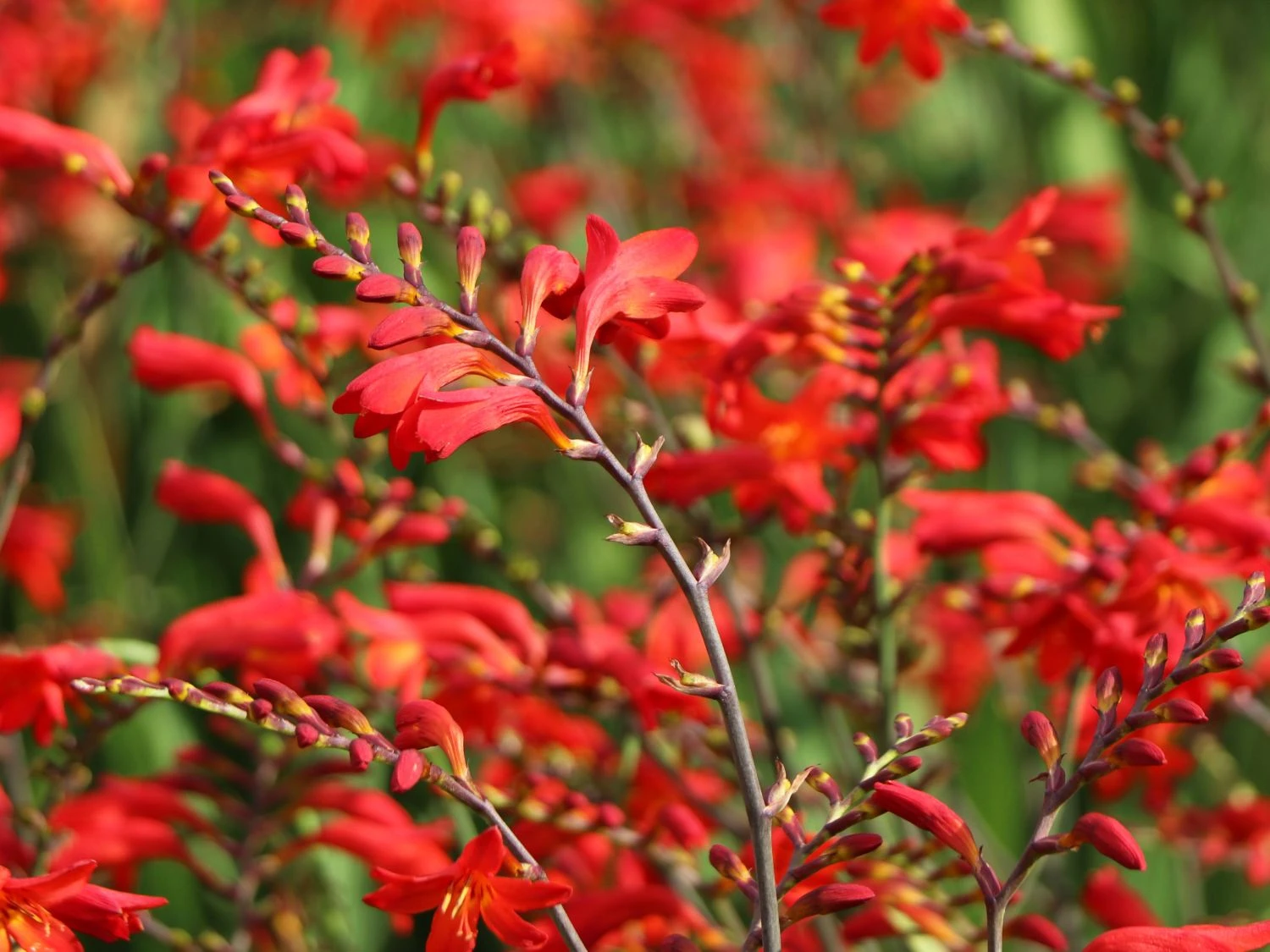 Montbretie 'Emberglow' 3 Montbretie 'Emberglow' – Bild 3