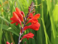 Montbretie 'Emberglow' 21 Montbretie 'Emberglow' -Edelrosen Geschaft montbretie emberglow m058308 w 8