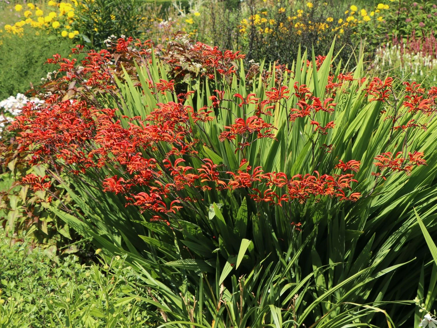 Montbretie 'Emberglow' 2 Montbretie 'Emberglow' – Bild 2