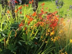 Montbretie 'Emily McKenzie' -Edelrosen Geschaft montbretie emily mckenzie m058310 w 1