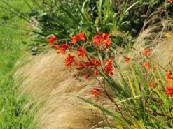 Montbretie 'Emily McKenzie' -Edelrosen Geschaft montbretie emily mckenzie m058310 w 3